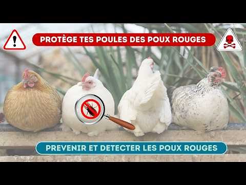 Protège tes poules des poux rouges : prévention et détection pour poulailler