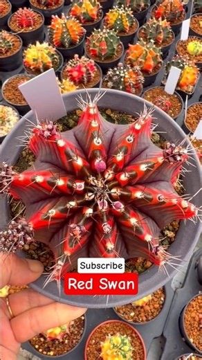 This Cactus Changes Color Every Season #Plant #Bonsai #Rare