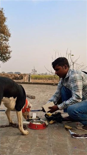 Pitbull Dog eating food