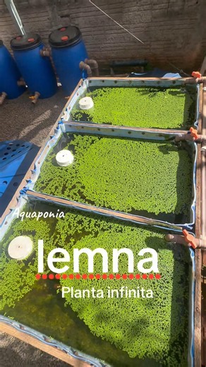 lemna a Planta Aquática riquíssima em proteína INFINITA com Poder de proliferação sensacional