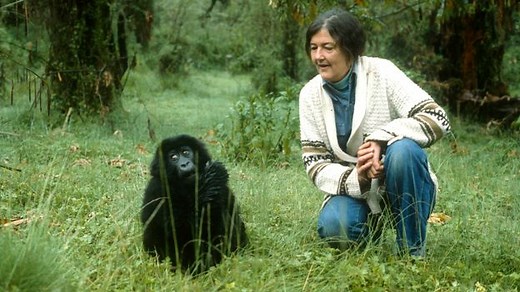 'She was standing in the way of certain individuals': The mysterious murder of gorilla researcher Dian Fossey