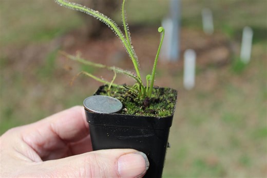 Drosera Filiformis Var. Tracyi (southern Threadleaf Sundew) (seed Grown) - Etsy