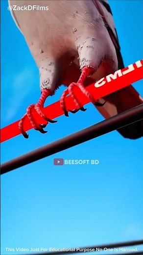 Why Don't Birds Get Electrocuted on Power Lines? 😲