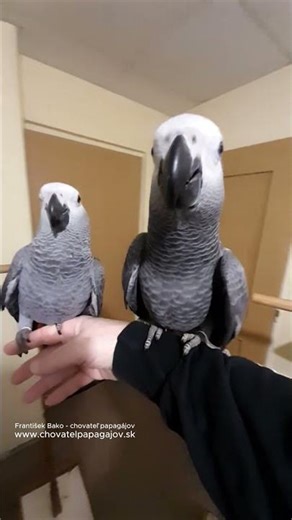 Papagájov sivých Žako kongo (psittacus erithacus- môj aktuálny odchov. #zako #papagaj #africangrey