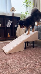 651K views · 1.7K reactions | ✨ It can change from dog stairs to little stools in an instant, so practical!  Stop jumping and protect the furry baby's knees! 例 buffer joint.  | FUNNYFUZZY | Facebook