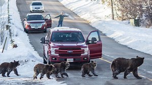 Grizzly No. 399's death was 'truly an accident,' law enforcement says