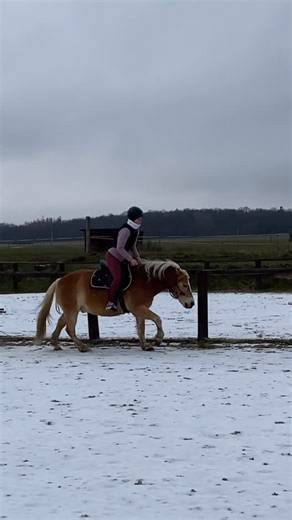 Veronikaa🤍 on Instagram: "JEZDECKÝ DENÍK 🐴📓 Poprvé na Arrowovi a znovu jsem si uvědomila, jak moc mi pomáhá jezdit i jiné koně než jen ty „moje“. Tedy né, že bychom teď měli hodně příležitostí jezdit.🙈 Arrow mě mile překvapil. Čekala jsem, že bude víc poníkovský, nebo že tam bude nějaký větší rozdíl, jelikož poníky jsem nikdy moc nejezdila. Byl klidný, ochotný, hezky reagoval a já jsem se v sedle cítila překvapivě jistě. Možná víc, než bych čekala. A co mě těší nejvíc? Můj strach ze cvalu po