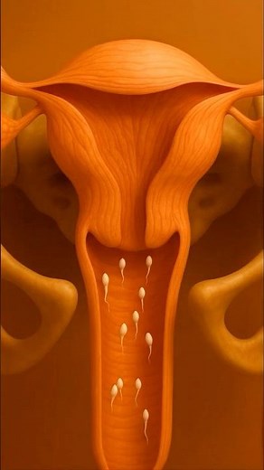 The Amazing Science Behind Twin Births #fertilization#twins