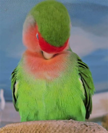 コザクラインコ 胸毛処理