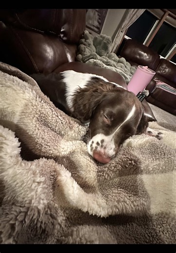 Best Friends Training Tips for Springer Spaniels