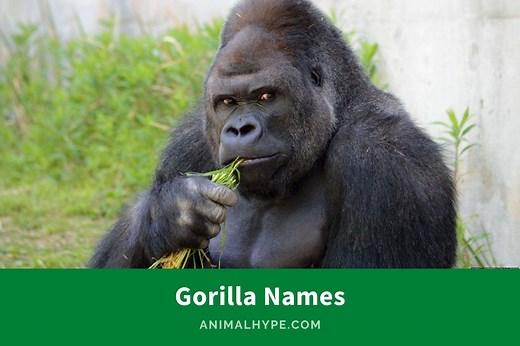 374 Cheeky Gorilla Names for Your Jungle Buddy - Animal Hype