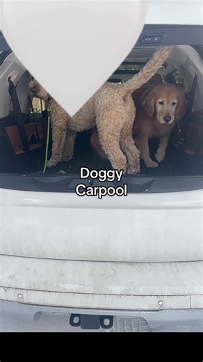 Wild Wild Wednesday: Carpool Edition Featuring a Golden Retriever