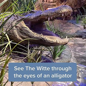 See the Witte through the eyes of an alligator 🐊. Rediscover your Witte Museum today, where wonder awaits you. | Witte Museum