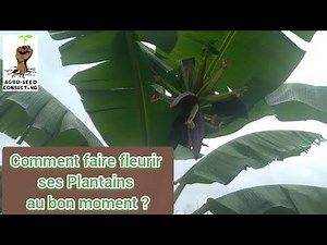 Plantain banana cultivation: How to make your plants flower at the right time?