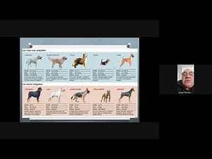 Bursitis in canines 10/09/2020