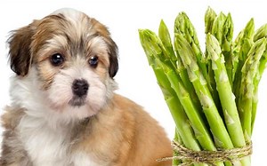 Can Dogs Eat Asparagus?