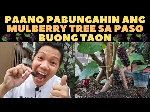 🔴 SEKRETO KUNG PAANO PABUNGAHIN ANG MULBERRY TREE SA PASO BUONG TAON | MULBERRY IN THE PHILIPPINES