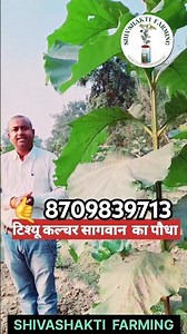 Teak Plantation #farming #teakplantation #treefarming #agriculture #kisanvlog #dailyvlog #shorts