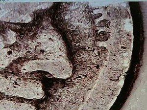 NO DATE BUFFALO NICKELS finding the date without chemicals.