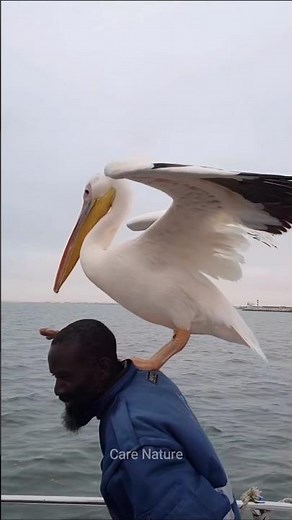 The pelican is the world's hungriest bird #facts #shortsvideo #shorts