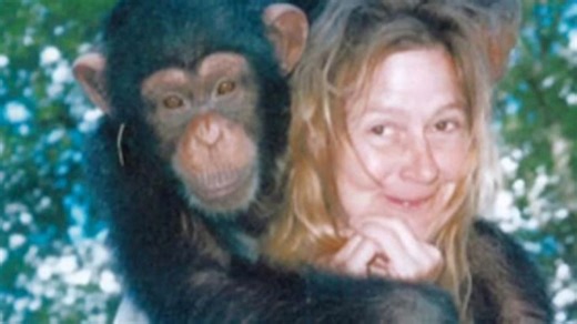 Regarde ce qui se passe quand un chimpanzé de 100 kg attaque - « Il vise le visage »