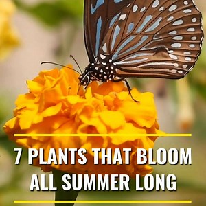 Plant these in your yard if you want blooms in your garden all Summer long! | Gardening Soul