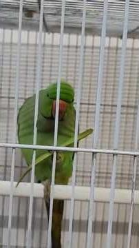 Coco Fali Khane Mein Busy Hai 😍🦜 | CuteParrot Eating Peanuts