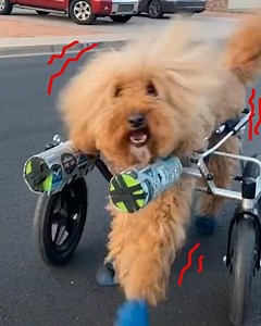 4.8M views · 166K reactions | Rescue doodle dances when he walks  | Rocky Kanaka | Facebook