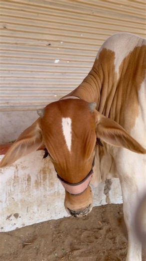 white spot on cow head || maweshi mandi #for you #trending #viral #shorts # @maalikofficial