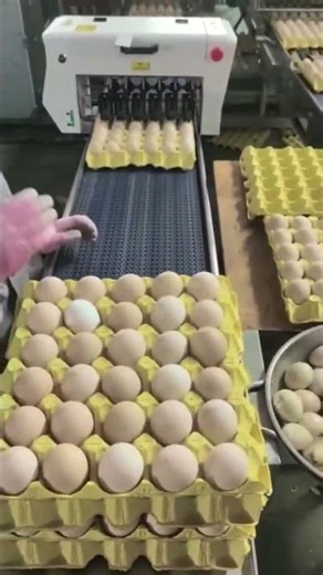 6-head egg coding machine for sale. Printing 30 eggs in 2 seconds.#factory #inkjetequipment