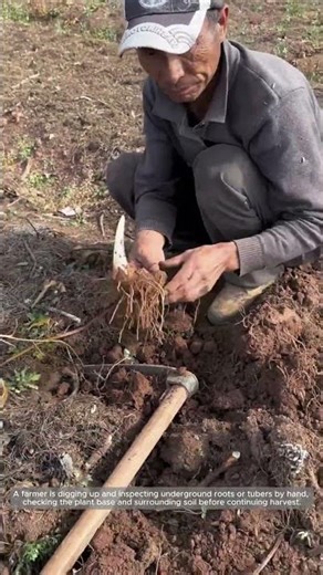 Hand Digging and Inspecting Underground Crop Roots