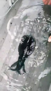 🐙🦑 Cuttlefish Changing Color 🦑🐙 | AKVARYUM Bilgi Paylasim