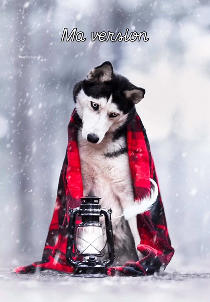 Edit my RAW spécial patreon #editmyraw #fyp #dogphotographer