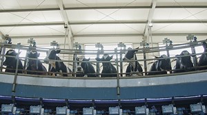 Faces of dairy cows being milked - Free Stock Video
