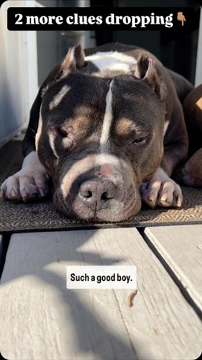 Tara's Fosters on Instagram: "Two more clues for you!! And only 30 more donations to go before the BIG SECRET REVEAL 蘿 donate any amount to @apurposefulrescue After you donate drop a secret ️️️ in the comments! We drop a clue for every 10 ️!! At 100, all of Larry’s secrets will be revealed!!"