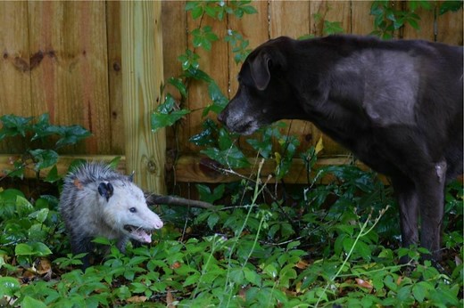 What Should I Do If My Dog Killed a Possum? When to Worry
