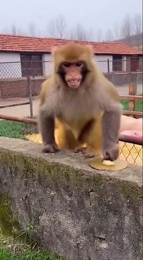 When a Monkey Uses Cymbals as an Alarm! 🤣 Wake Up Call Like Never Before