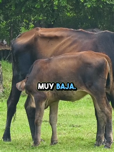 Te enseñaremos como producir Pastos sin necesidad de ensilar🌱🐄 Te esperamos en el Seminario de 3 Semanas Virtual en Marzo! 👉Informes en: https://tierrapastosyganado.com