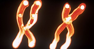 Y chromosome loss can lead to an increased risk of heart failure and disease