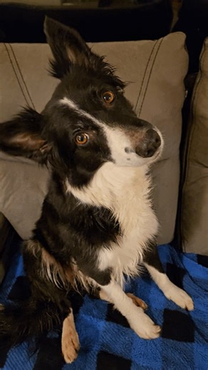 What is everyone's favorite light up harness? (Not collar) I killed J's Lighthound and not sure if want to pay full price for one. *it was rain proof, not swim proof - oops | Christina Young