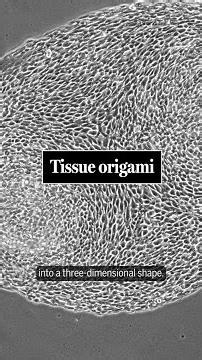 Tissue origami