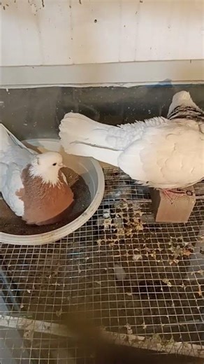 #burung nya#l'uccello#an t-éan#fuglinn#nnụnụ#ti tumatayab#anunman’n#manuk-manuk ai #jacobin #an #o