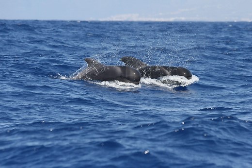Short-finned pilot whale - Whale & Dolphin Conservation USA