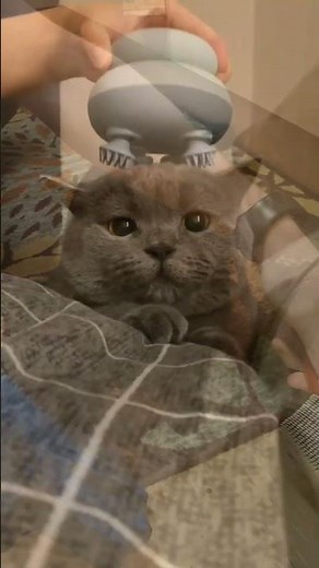 ASMR | The Calm Contrast: Metal Comb vs. Silicone Glove on Naito! 🖤🧤✨