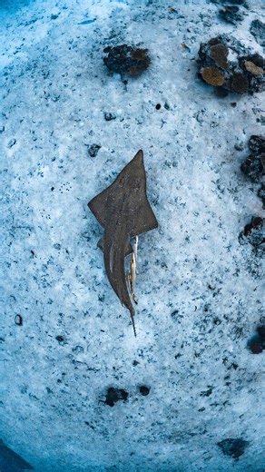 Why are the Maldives such a diver’s playground? 🦈 Because every dive feels like a new adventure. 👉 Channels buzzing with reef sharks 👉 Mantas gliding by like they own the place 👉 Whale sharks popping up when you least expect it. 👉 Add colorful reefs, tiny critters that make you stop and stare, and warm water all year round … and you’ve got a reason to never stop diving. The Maldives is calling your name! 🎬 @faiz_dive 📸 @ollieclarkephoto #scubaspa #scubaspamaldives #maldivesliveaboard #liv