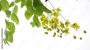 Cassia fistula known as the golden rain tree yellow flowers is swaying in the wind. Yellow flower in isolated white background. Slow-motion video.