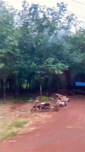 Rubber plantation #ratanakiri #cambodia