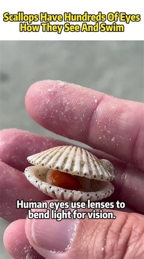 Scallops Have Hundreds Of Eyes! How They See And Swim#marinebiology #sealife #animalfacts #ocean