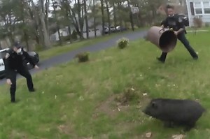 ‘It’s a standoff!’: Lost pig sends police on 45-minute pursuit