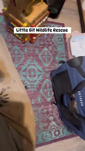 Best view ever!! Bottle feeding baby raccoons | Little Bit Wildlife Rescue